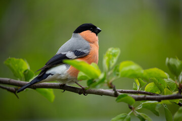 Little bird sitting on branch of tree. The common bullfinch