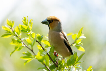 Bird sitting on branch of tree. The hawfinch