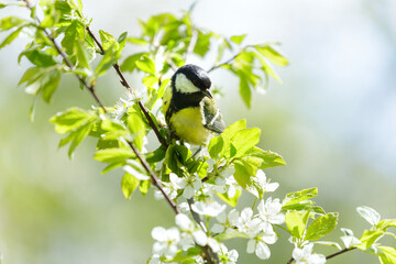 little bird sitting on branch of blossom tree. The Great Tit