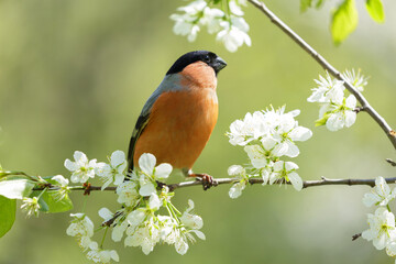 Little bird sitting on branch of blossom tree. The common bullfinch or eurasian bullfinch