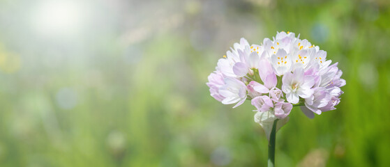 close up of a white flower under sun light