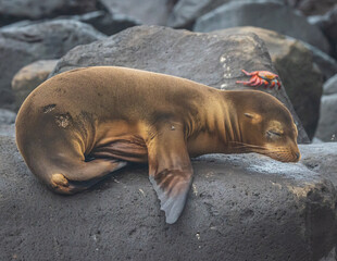 Sea lion and Sally lightfoot crab in the Galapagos