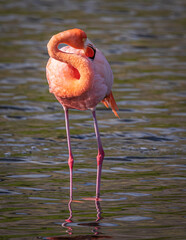 flamingo in the Galapagos