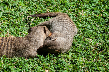 A group of Banded Mongoose -Mungos mungo- being caring an playful on a lawn in Northern Namibia.