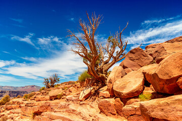 Old dead tree at Grand Canyon