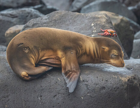 Sea lion and Sally lightfoot crab in the Galapagos