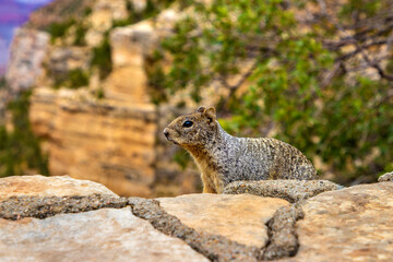 Naklejka na ściany i meble Squirrel at Grand Canyon