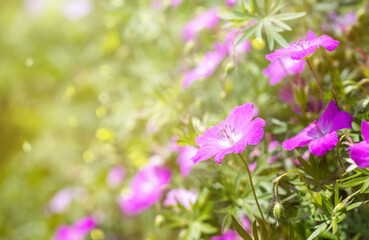 close up of a pink flower under sun light