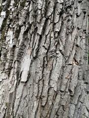 Tree bark background, old bark of black poplar.