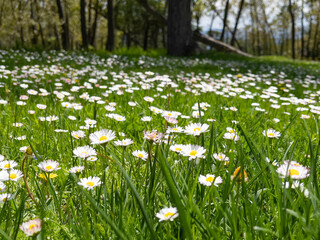 the texture of nature's most beloved places; daisy, flower, meadow, grass and near the fountain
