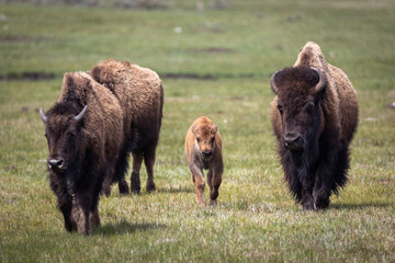 American Bison