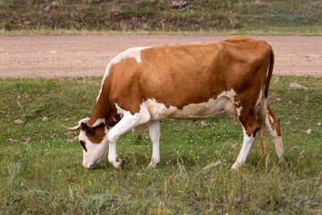 Fototapeta na wymiar Cows graze in the meadow in summer. Cattle on the farm.