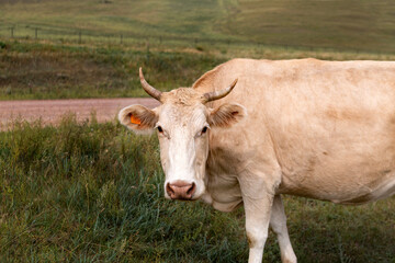 Cows graze in the meadow in summer. Cattle on the farm.