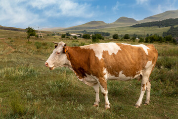 Fototapeta na wymiar Cows graze in the meadow in summer. Cattle on the farm.