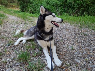 husky dog in the woods