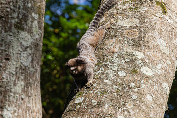 Fototapeta premium Wied’s marmoset (Callithrix kuhlii), also known as Wied’s black-tufted-ear marmoset are the smallest primate monkeys on earth
