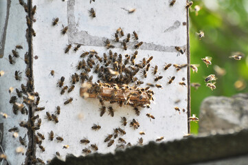 A swarm of bees flies into a specially set swarm trap.