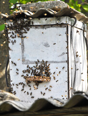 A swarm of bees flies into a specially set swarm trap.