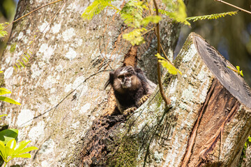 Wied’s marmoset (Callithrix kuhlii), also known as Wied’s black-tufted-ear marmoset are the smallest primate monkeys on earth