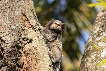 Wied’s marmoset (Callithrix kuhlii), also known as Wied’s black-tufted-ear marmoset are the smallest primate monkeys on earth