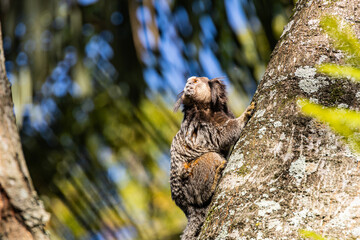 Wied's marmoset (Callithrix kuhlii), also known as Wied's black-tufted-ear marmoset are the smallest primate monkeys on earth