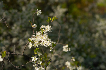 Spring flowering of wild cherry in May
