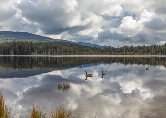 Naklejka premium Whonnock lake park in Maple Ridge, BC Canada. Beautiful landscape of a lake with geese.