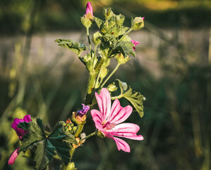 Fototapete bei efototapeten.de bestellen   