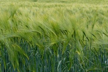 Field with growing cereals of the barley variety