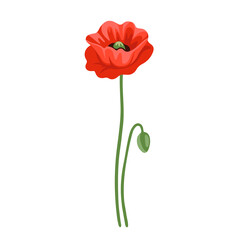 Obraz premium Red poppy flower. Botanical vector illustration, isolated on white background. Hand drawn flat decorative element