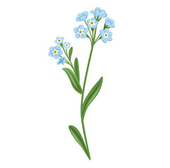Forget-me-not wild flower, Myosotis Sylvatica plant. Botanical vector illustration, isolated on white background. Hand drawn flat decorative element.
