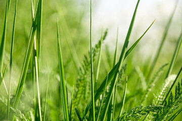 Fresh green grass meadow. Green grass. Photo of nature.