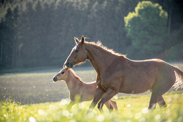 Quarter Horse Fohlen