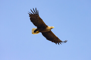 Fototapeta premium White-tailed Eagle (haliaeetus albicilla) flying in the blue sky in the delta of Volga River 