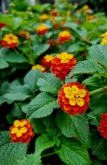 red and yellow flowers