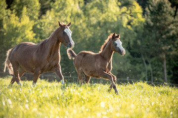 Quarter Horse Fohlen © ScullyPictures