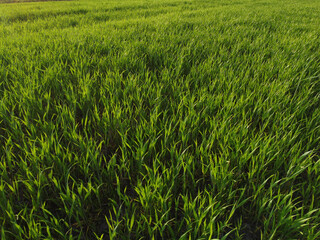 agriculture. green field of early wheat at sunset sunset sunlight movement. green grass sways in lifestyle the wind. Natural texture background, young wheat sprouts waving in wind. Harvest organic