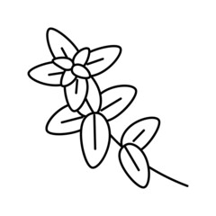 oregano plant branch line icon vector illustration