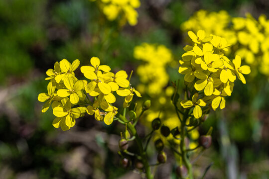Flowering Greek Bladderpod (Alyssoides utriculata)