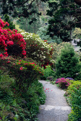 Fototapeta na wymiar Beautiful Garden with blooming trees and bushes during spring time, Wales, UK, early spring flowering azalea shrubs