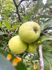 apples on tree