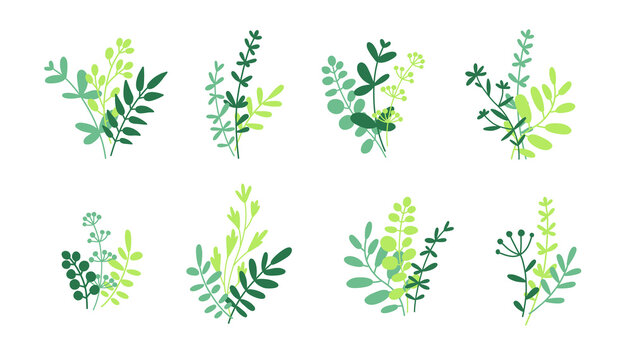 Herbs, twigs and leaves bunches isolated on white. Bundle of green herbs vector flat illustration isolated on white.