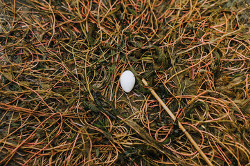 One white duck egg floats in a river, lake on algae in the reeds. Photo, top view.
