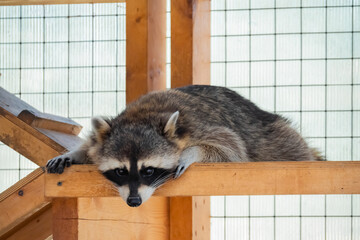 Cute sad raccoon resting and lying in cage at zoo, farm - close up. Wildlife, unhappy, exploitation, animal and captivity concept © zyabich