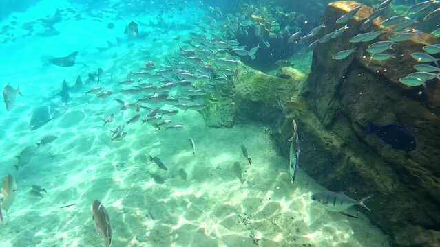 An underwater video of a , Cownose Ray, Sardine and Lookdown fish swimming among the rock and coral reef.