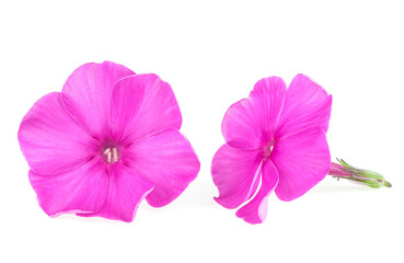 Blossoming phlox flowers isolated on a white background. Pink flowers of flox.