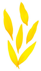 Top view of fresh yellow sunflower petals isolated on a white background