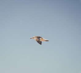 bird in flight