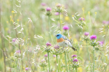 Lazuli Bunting