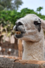 Fototapeta premium close up of a camel